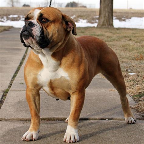 hermes olde bulldogges|original old english bulldog.